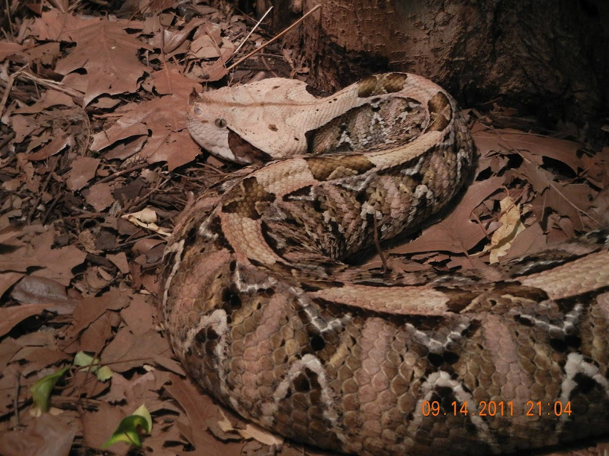 The Gaboon Viper Huge Crawling Snake Wallpaper