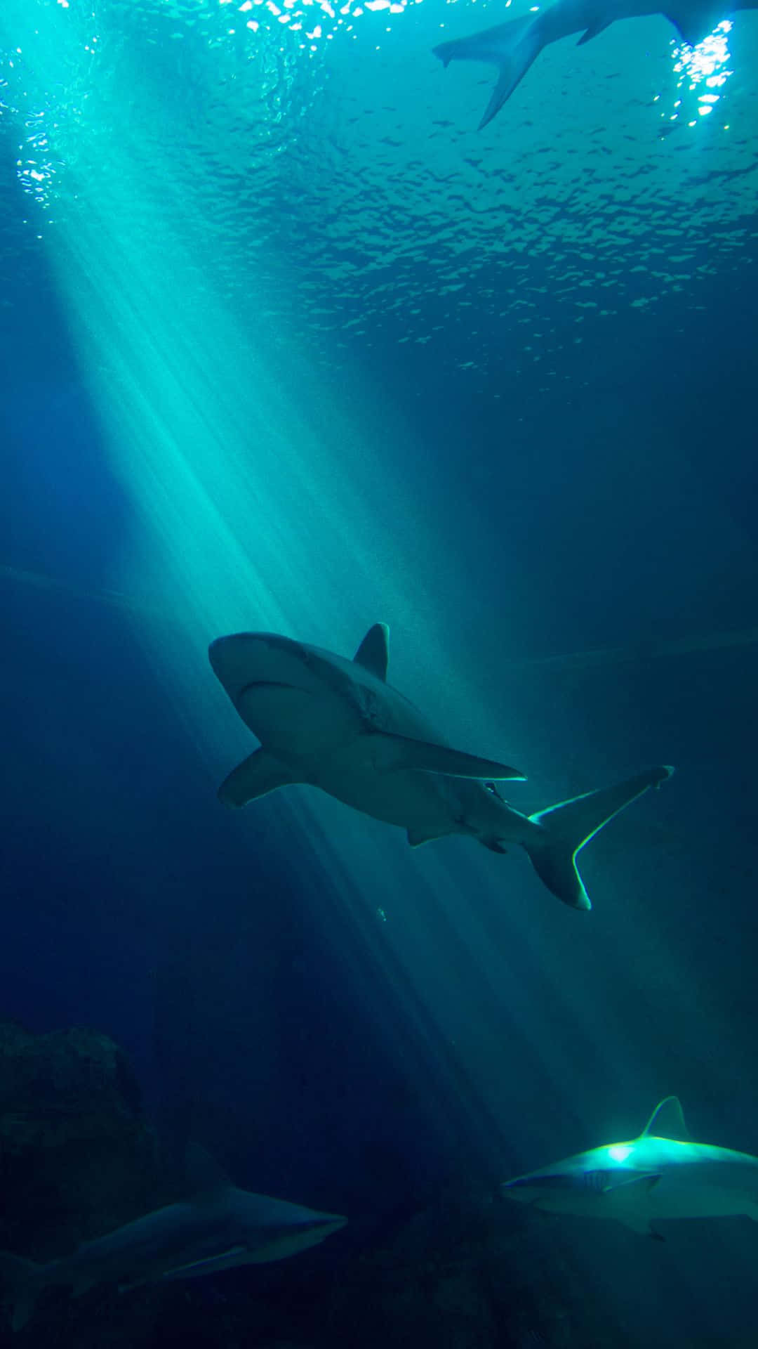 Elgran Retrato Del Tiburón Negro Fondo de pantalla