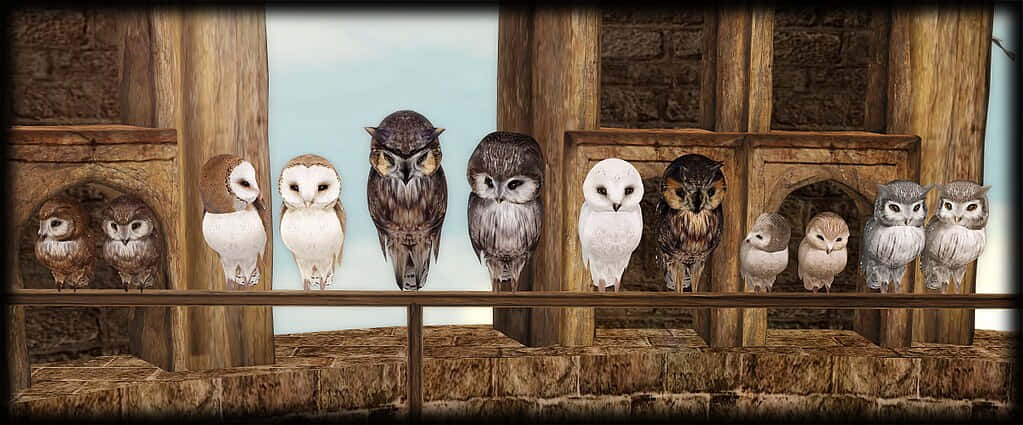 Visit the Hogwarts Owlery and explore the magical world of Harry Potter Wallpaper