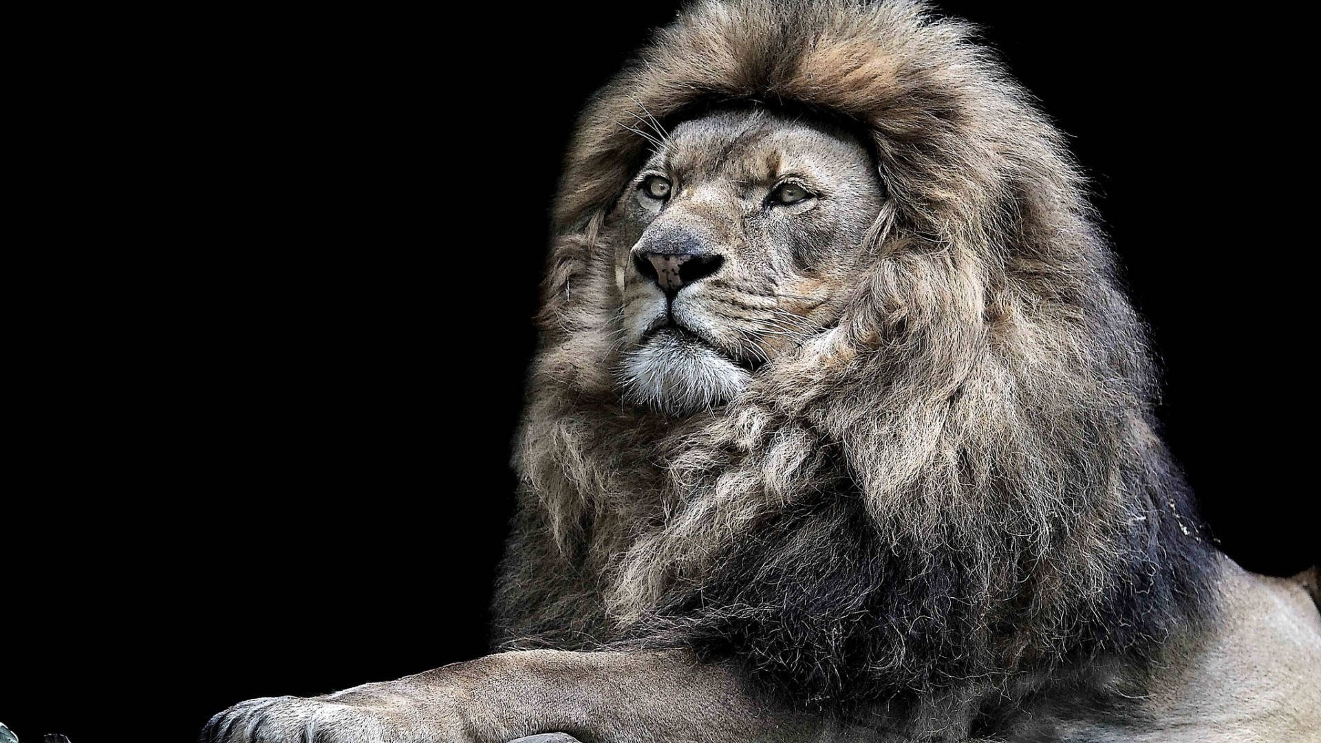 The Lion King Male Lion Wallpaper