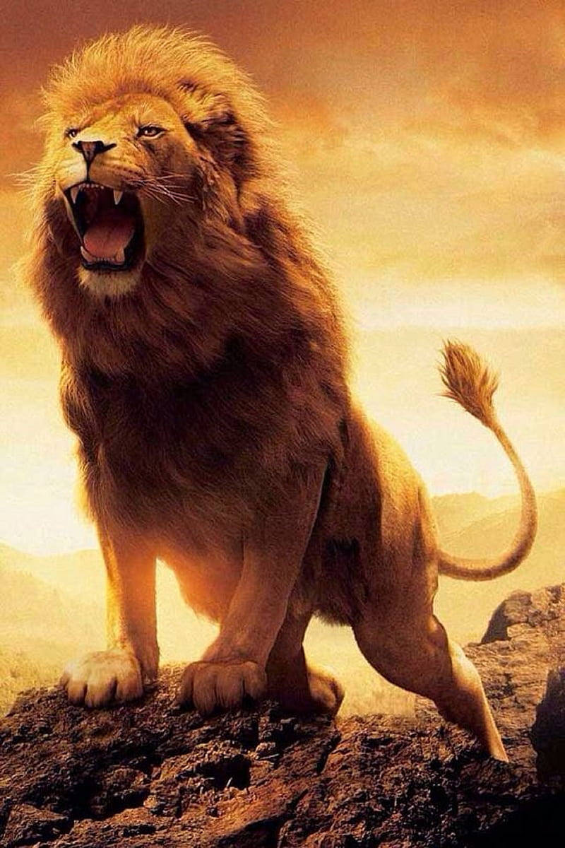 The Lion King Roar Wallpaper