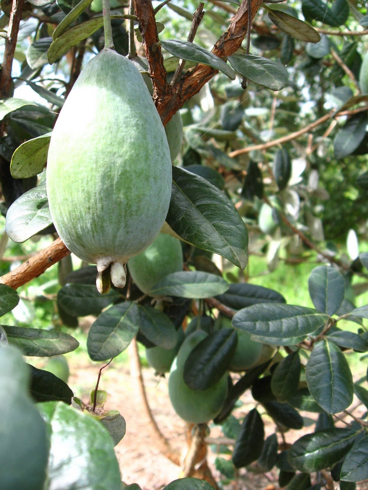 Dieeinsame Ananas Guave An Einem Baum. Wallpaper