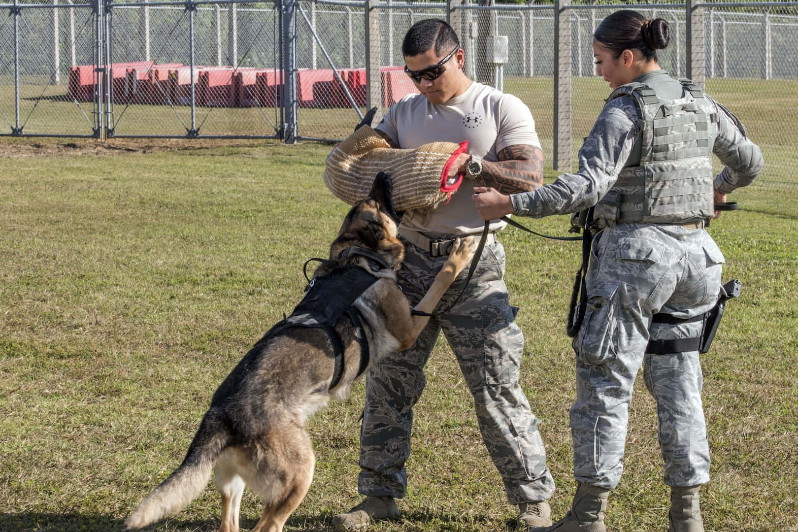 The Loyalty Of Service: Valiant Military Dog In Action Wallpaper