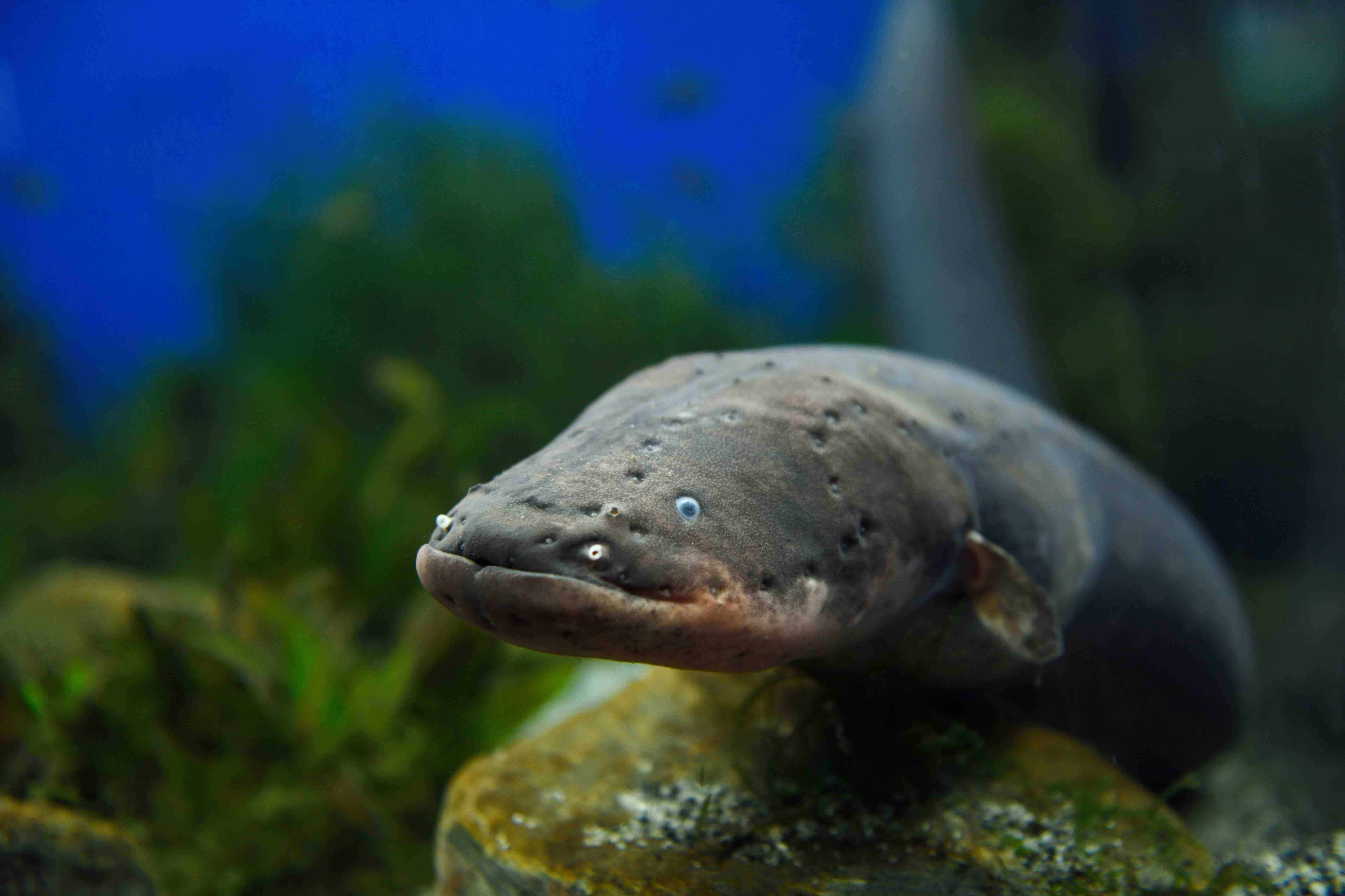 The Magnificent Display Of Bioelectricity By An Electric Eel Wallpaper