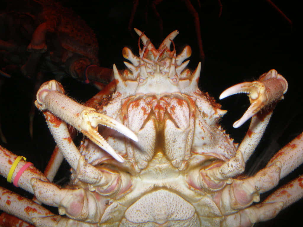 The Magnificent Spider Crab In Its Natural Habitat Wallpaper