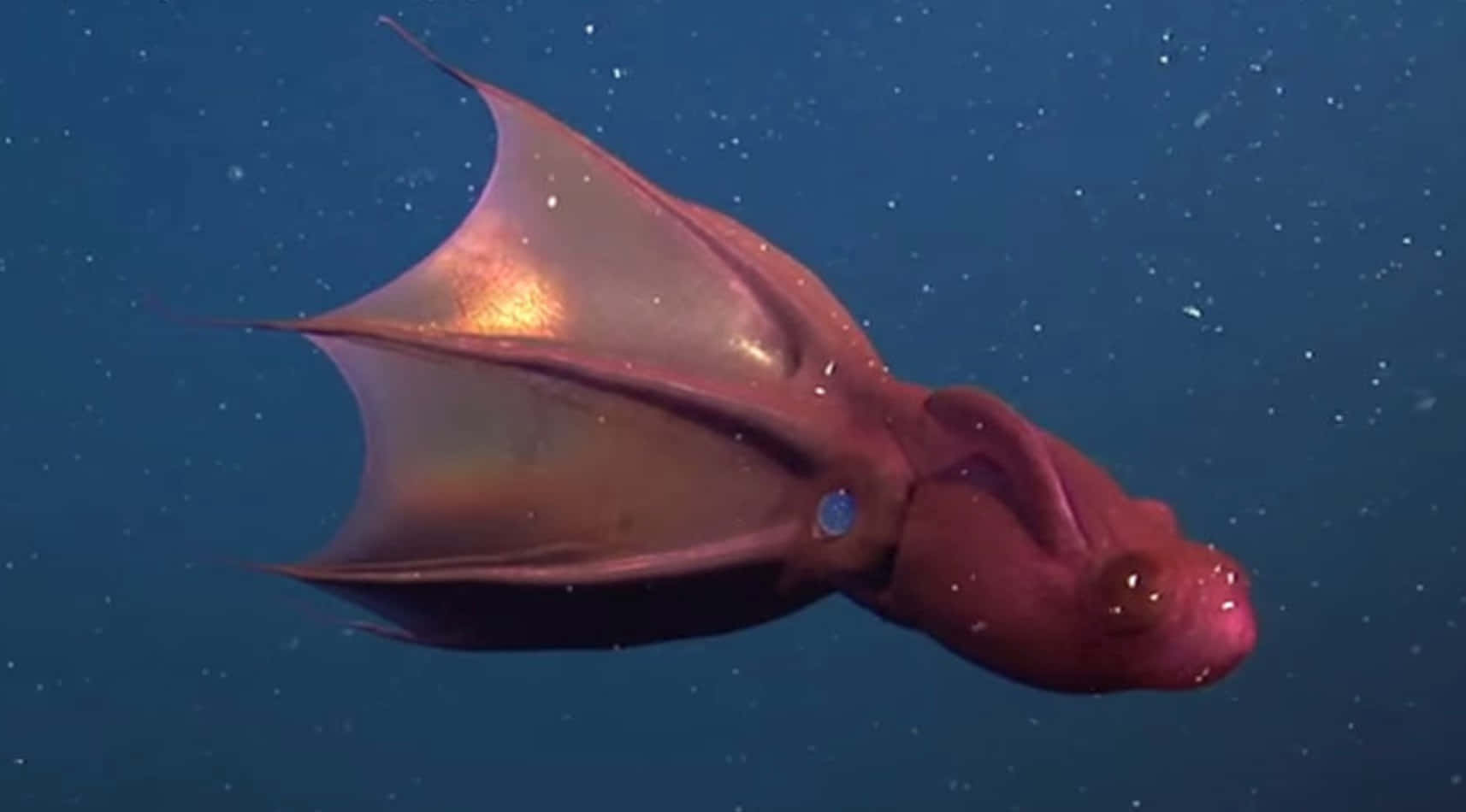The Majestic Deep-sea Vampire Squid Lurking In The Abyss Wallpaper
