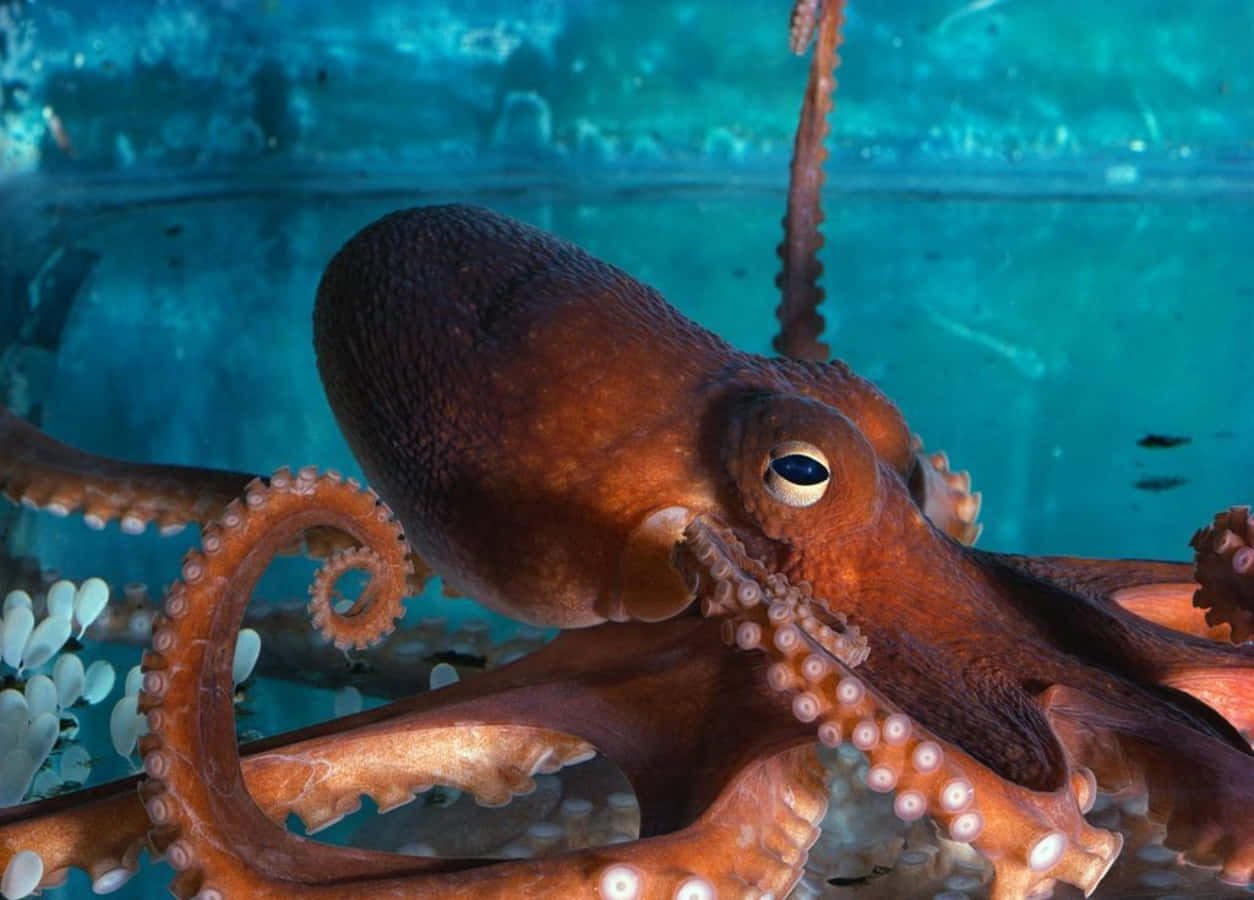 The Majestic Giant Pacific Octopus Beneath The Ocean Depths Wallpaper