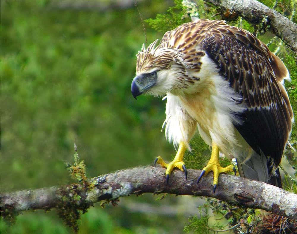 De Majestueuze Filipijnse Adelaar In Zijn Natuurlijke Habitat Achtergrond