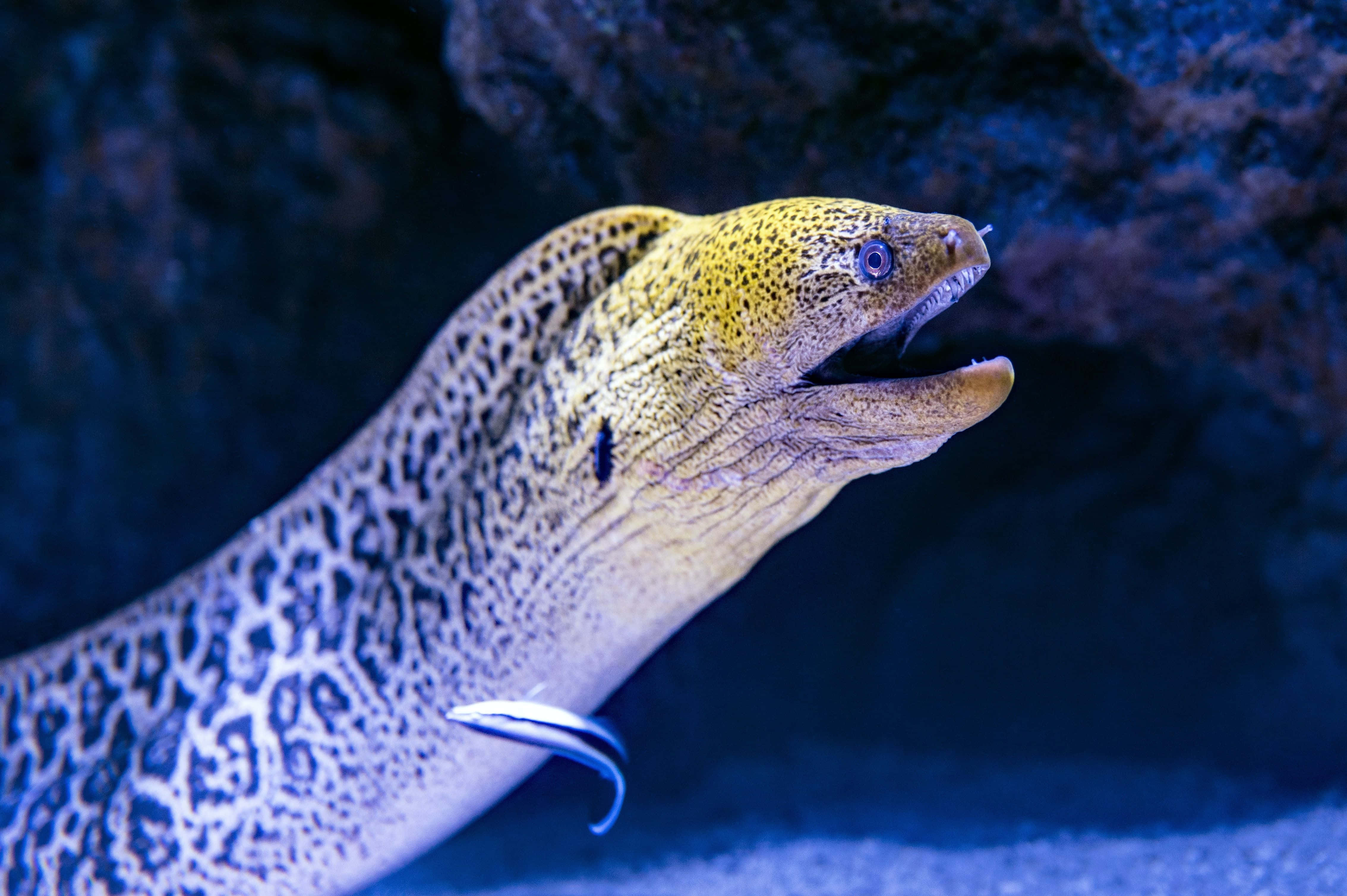 The Mesmerizing Spark Of An Electric Eel Wallpaper