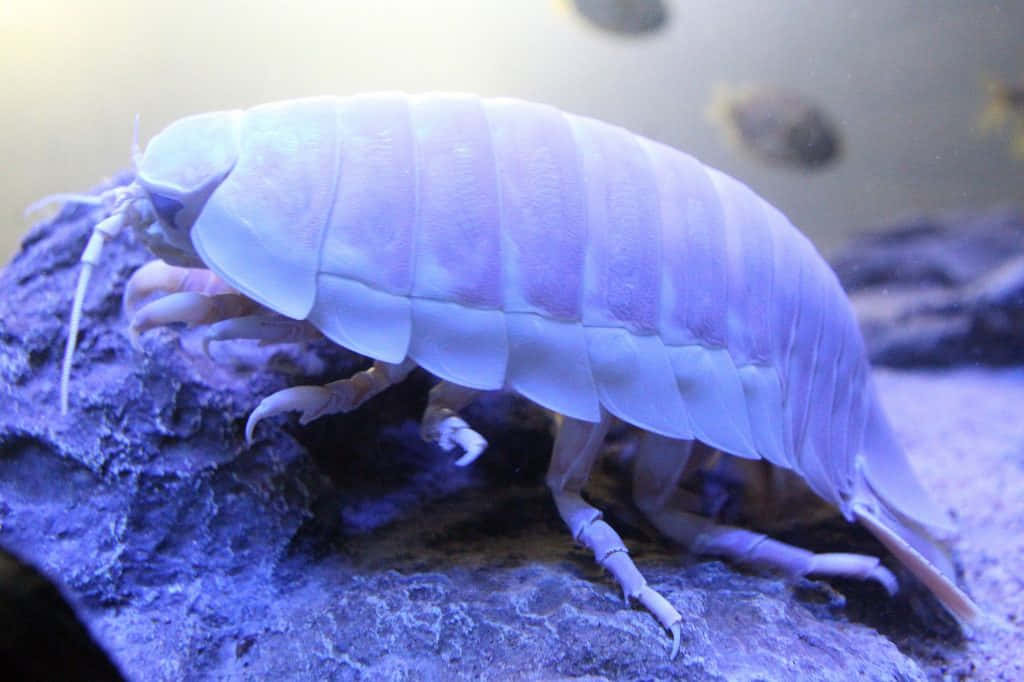 The Mysterious Underwater Giant – Giant Isopod Wallpaper