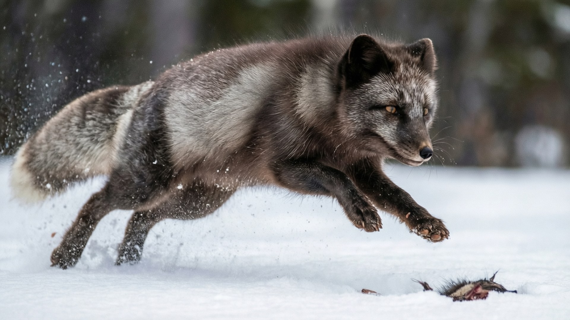The Pounce Bakgrundsbilder