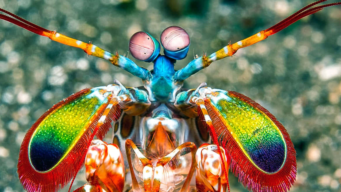 The Powerful Punch Of A Peacock Mantis Shrimp Wallpaper