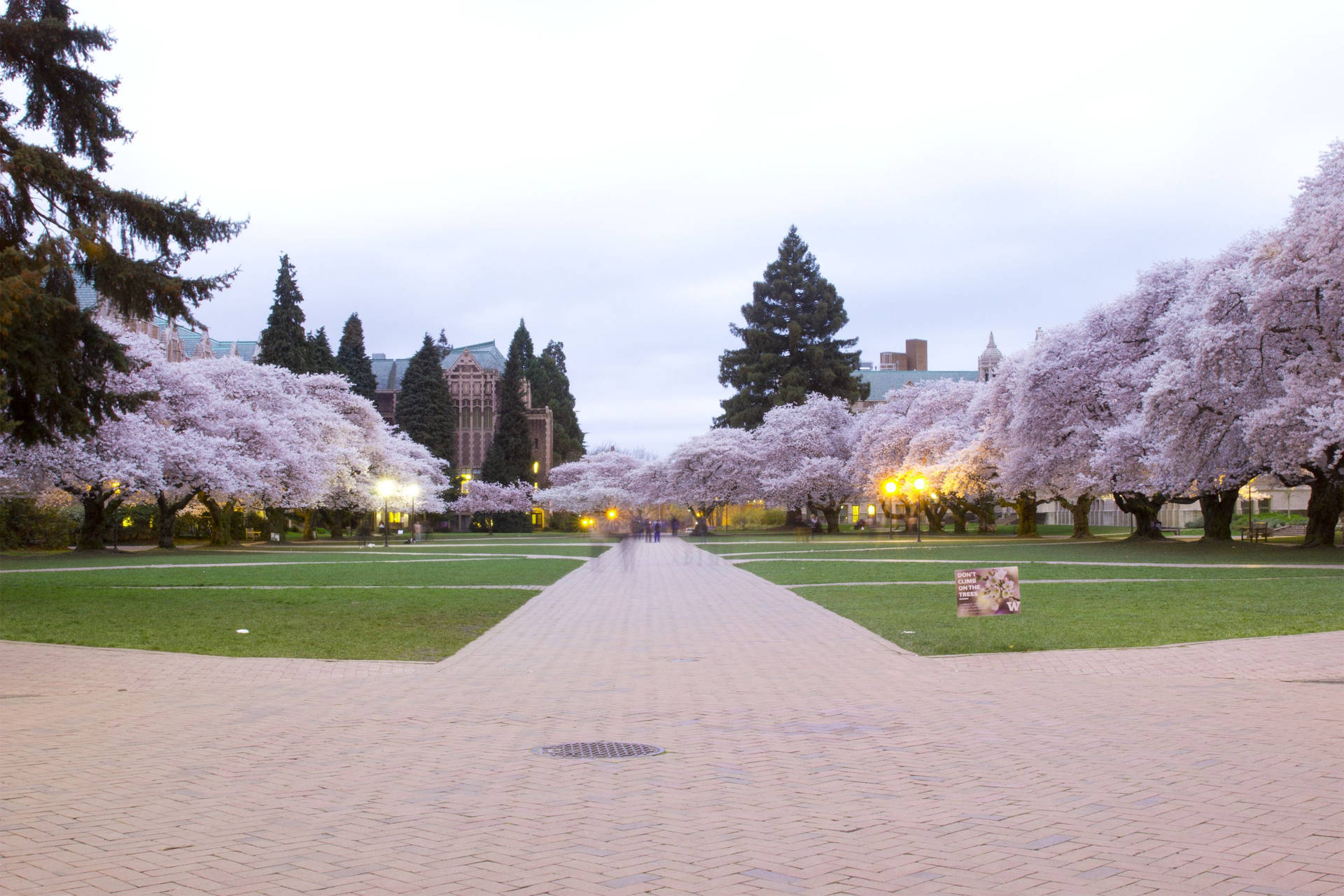The Quad Pathway University Of Washington Wallpaper