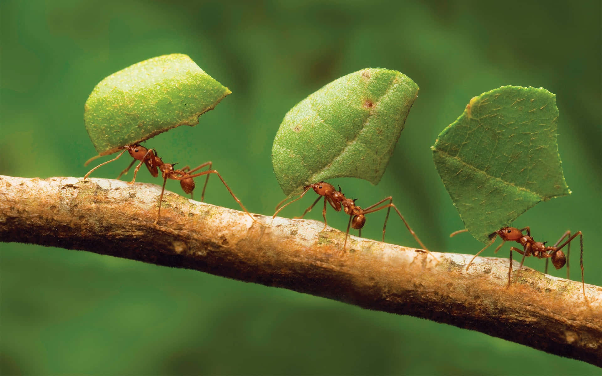 Den røde myrer insekter Tapet. Wallpaper