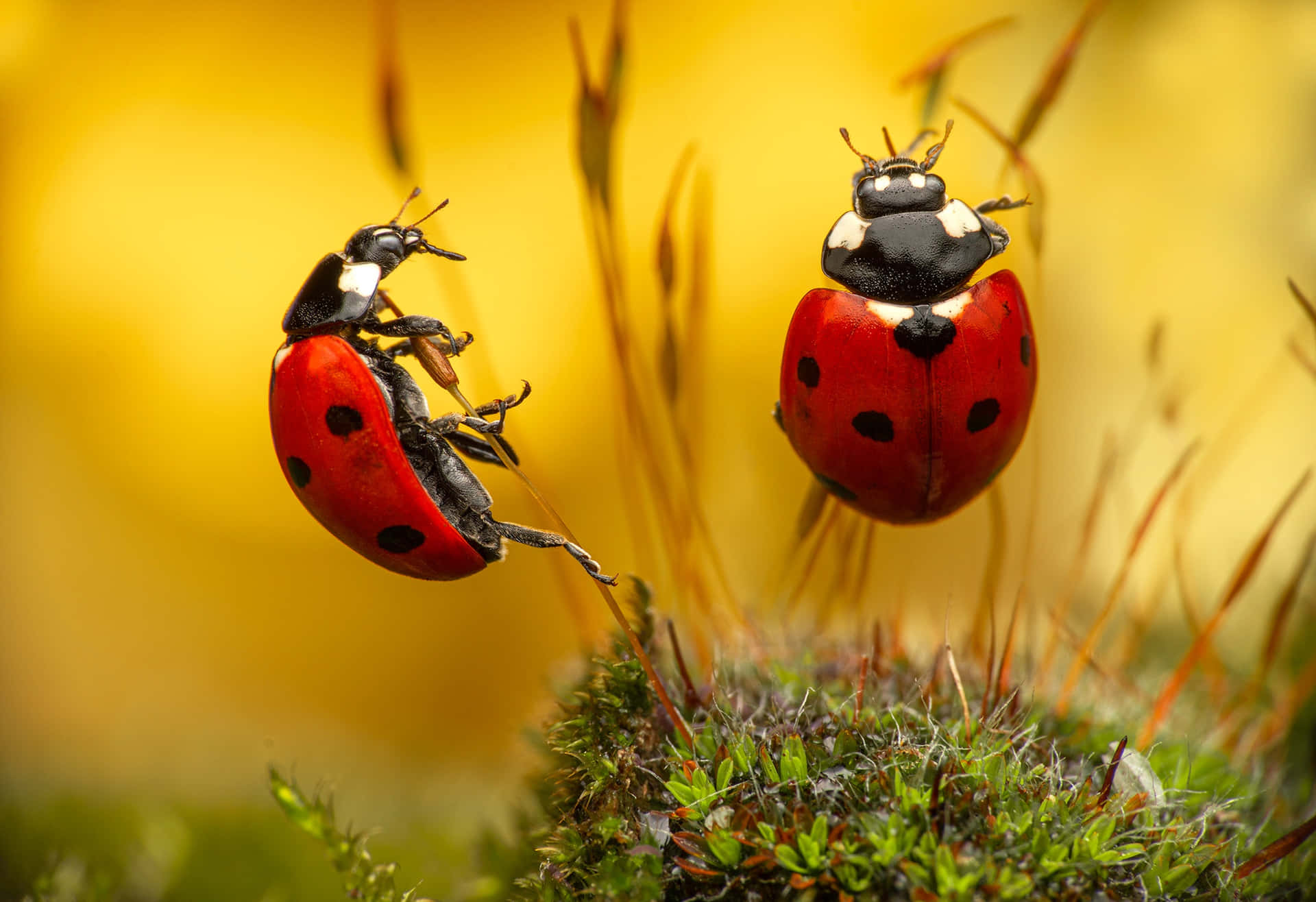 Exotic Red Insects in Natural Habitat Wallpaper