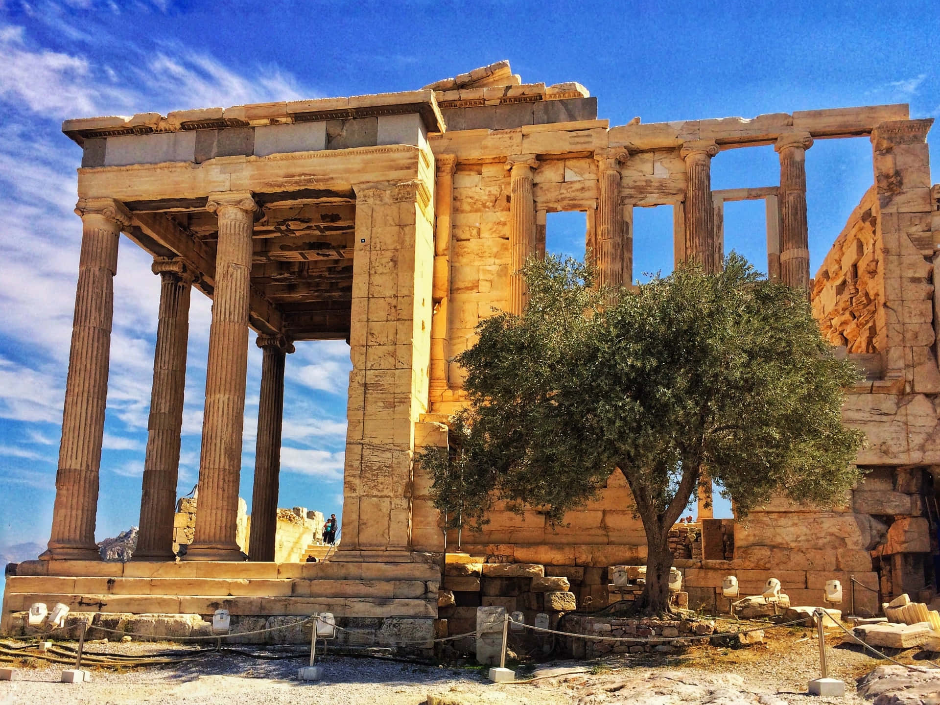 The Sacred Olive Tree At The Erechtheion Wallpaper