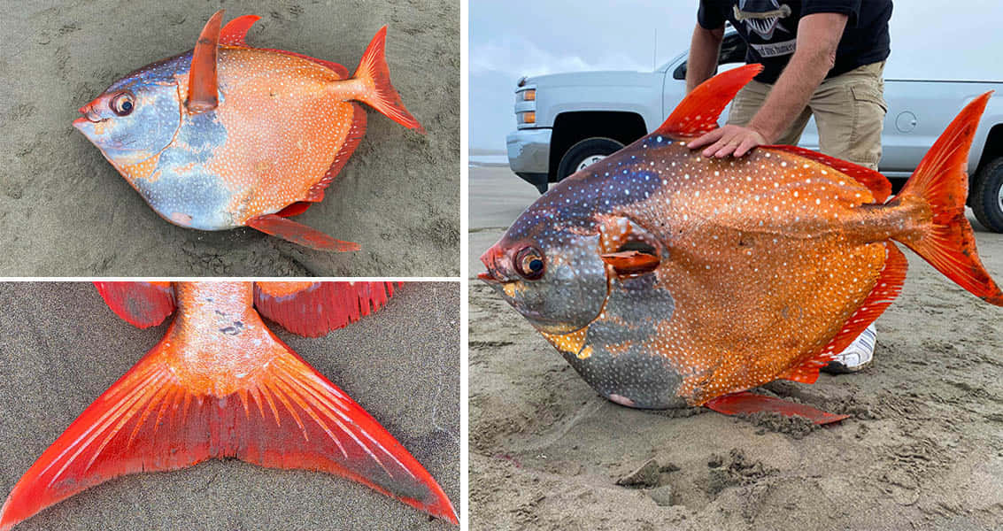 The Stunning, Multi-hued Opah Fish In Its Natural Habitat. Wallpaper