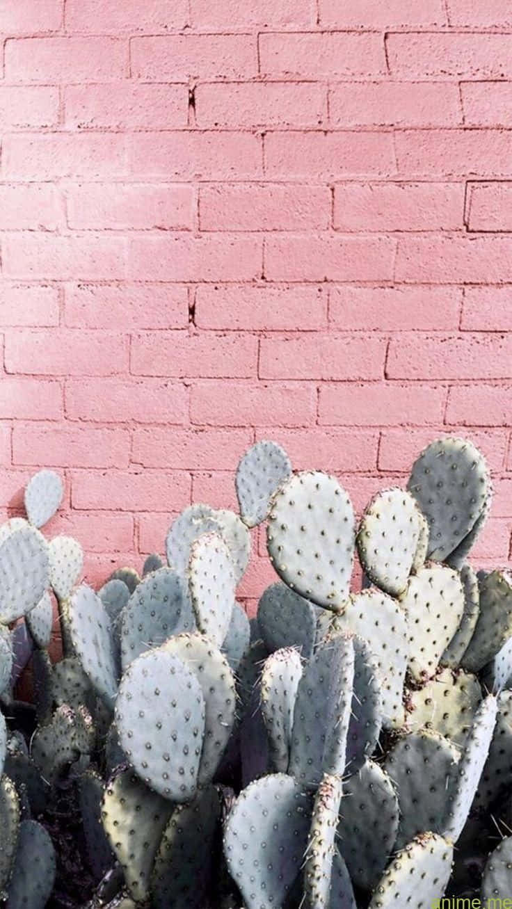 The Substantial Benefits Of Cacti Wallpaper