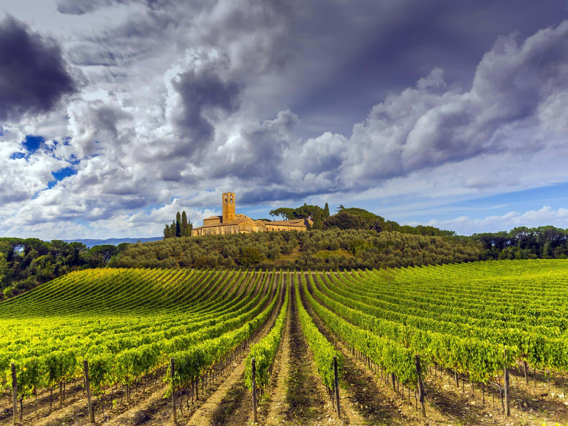The Tuscany Vineyard Wallpaper