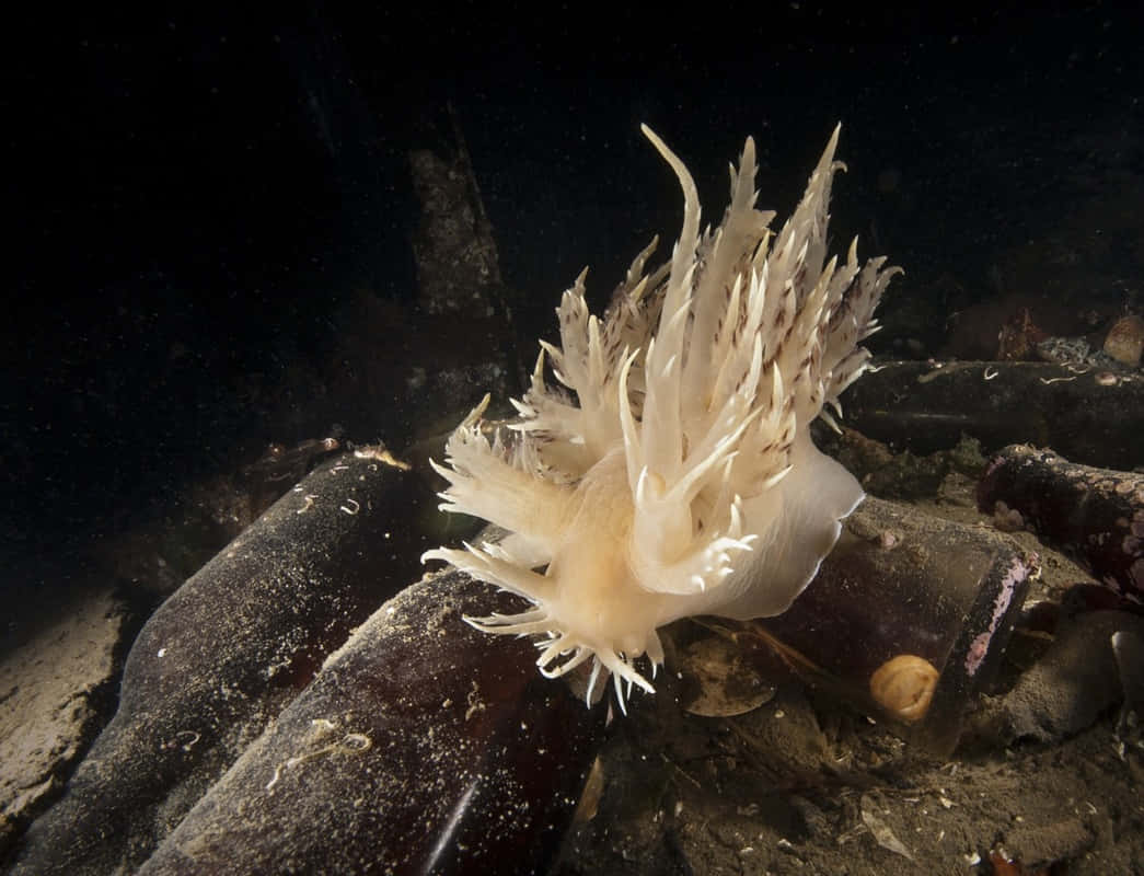 The Underwater Beauty: Vibrant Nudibranch In Its Natural Habitat Wallpaper