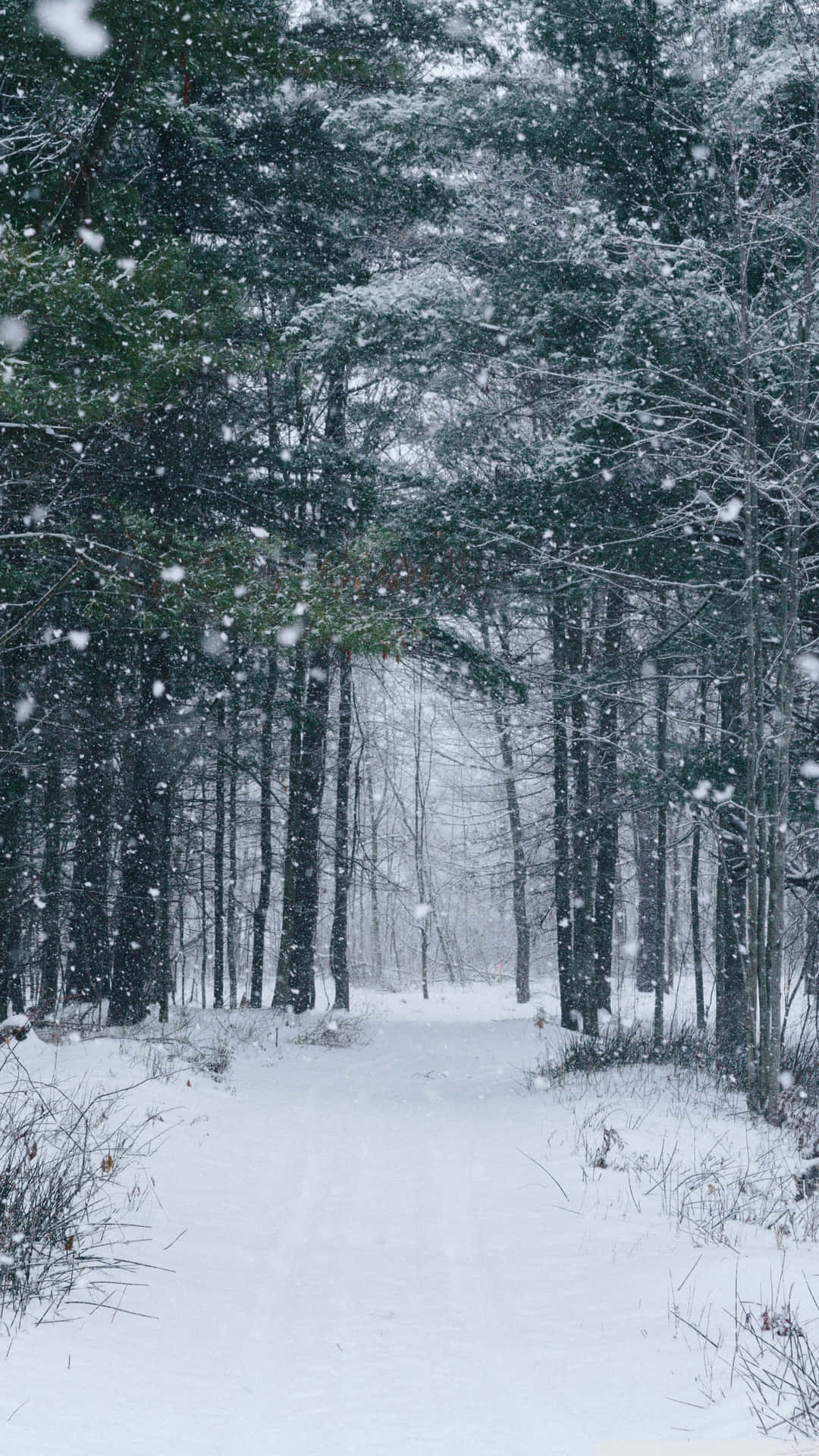 The Unspoiled Beauty Of A Snowy Landscape