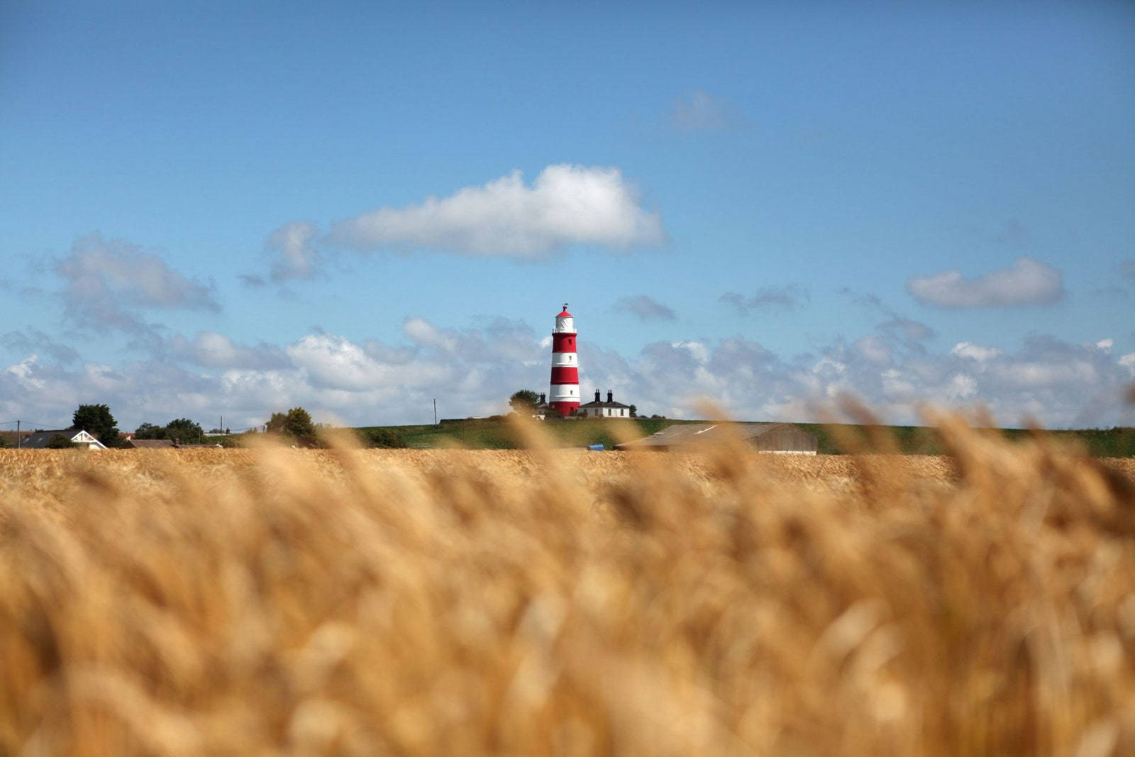 The Wheat Field Near Norfolk Lighthouse In England Wallpaper