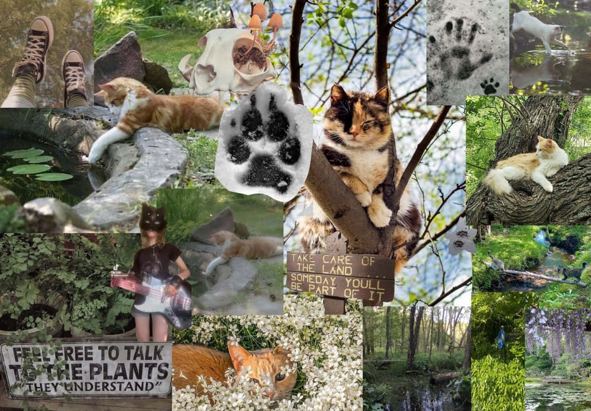 Therian Collage Nature Connection Wallpaper