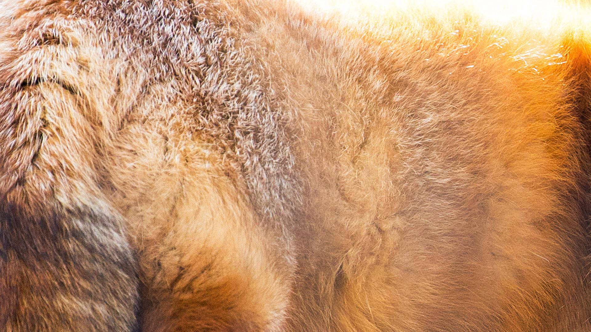 Tyk Animal Fur Landskab Billede Wallpaper