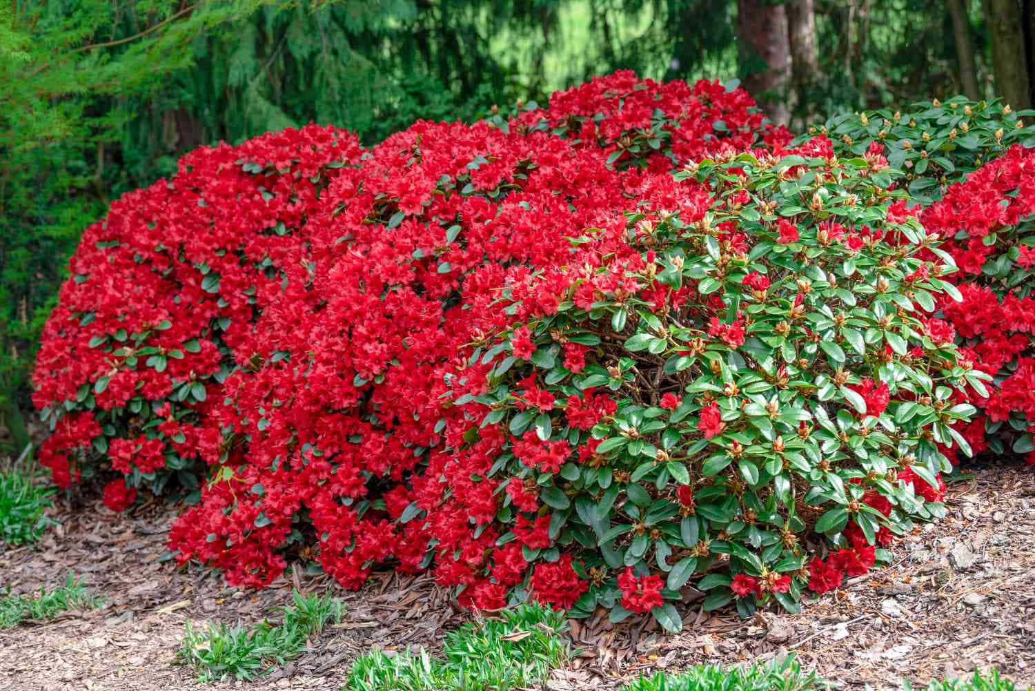 Thick Azalea Bushes In The Wild Background