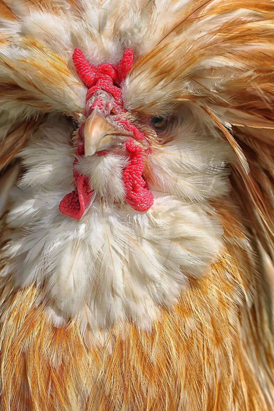Thick Feathered Rooster Face Wallpaper