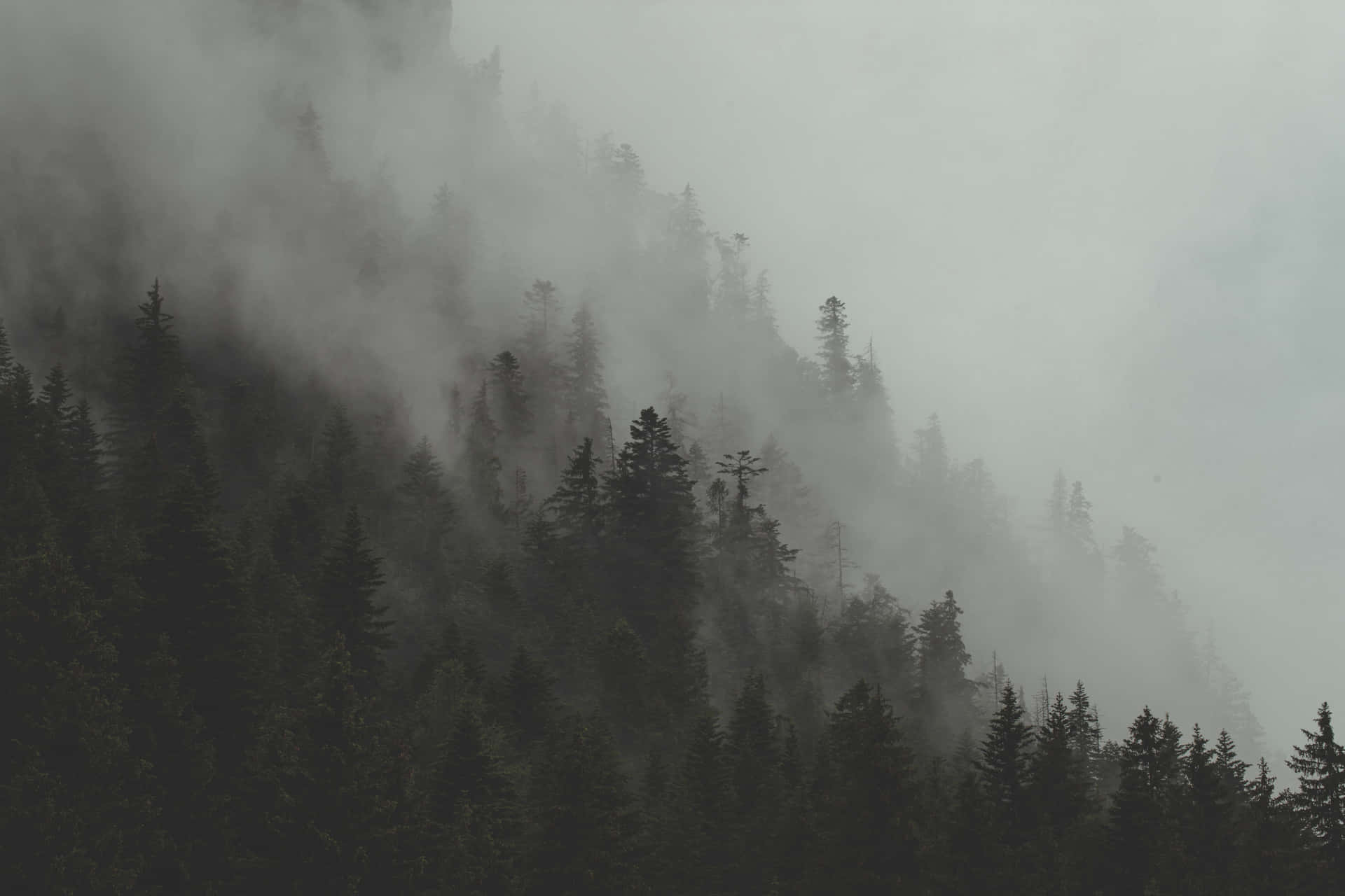 Download Thick Fogs At The Mountain Wallpaper | Wallpapers.com