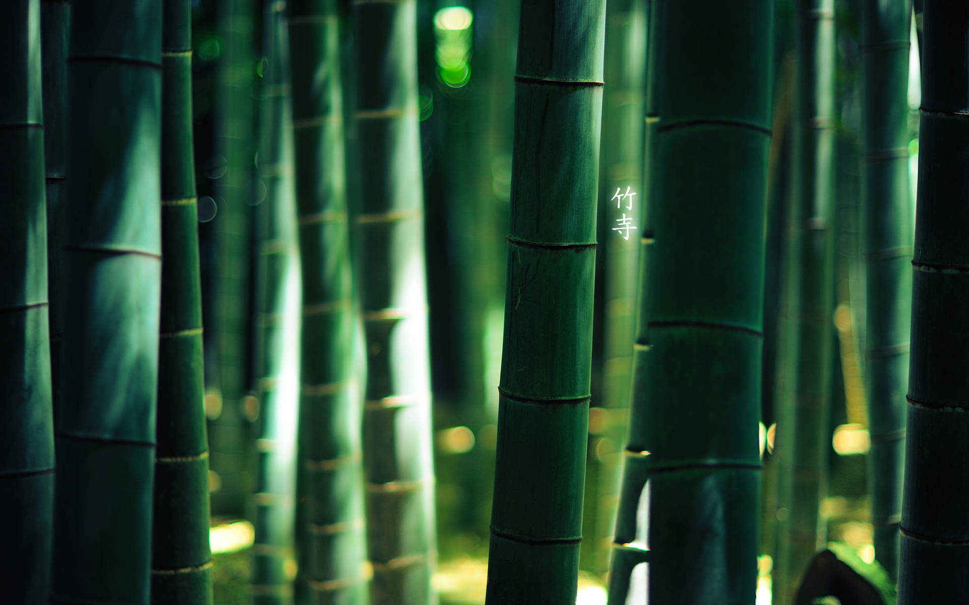 Thick Green Bamboo Hd Wallpaper