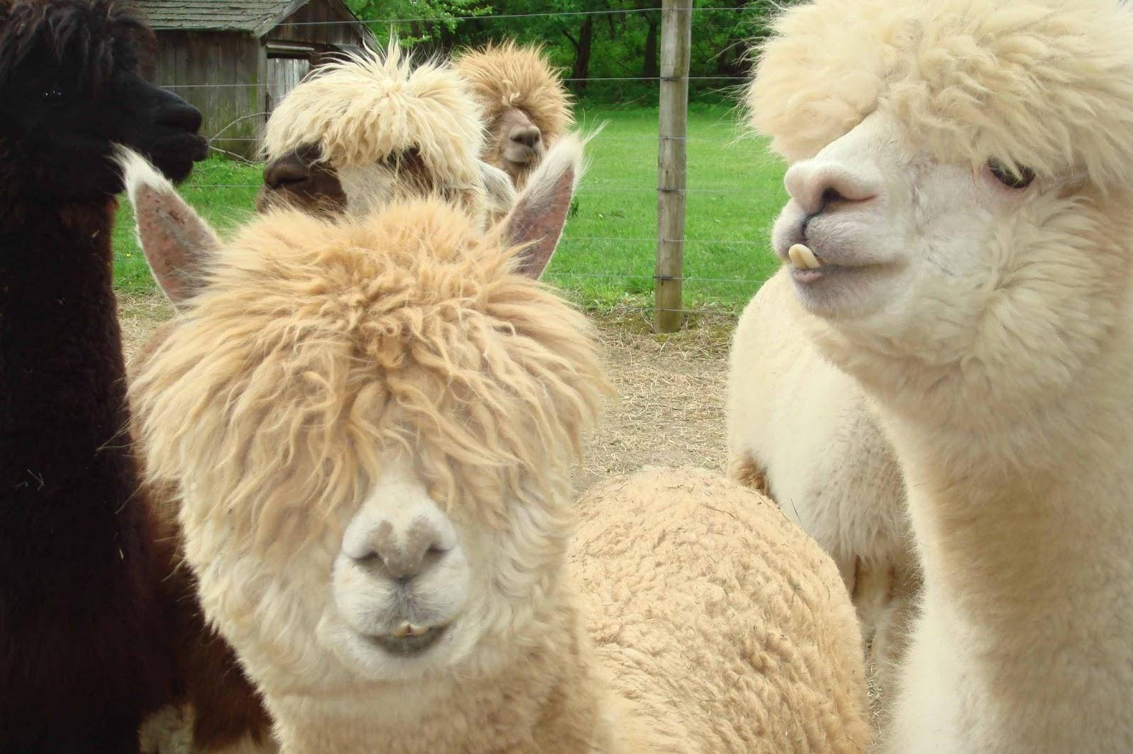 Thick-haired Alpacas