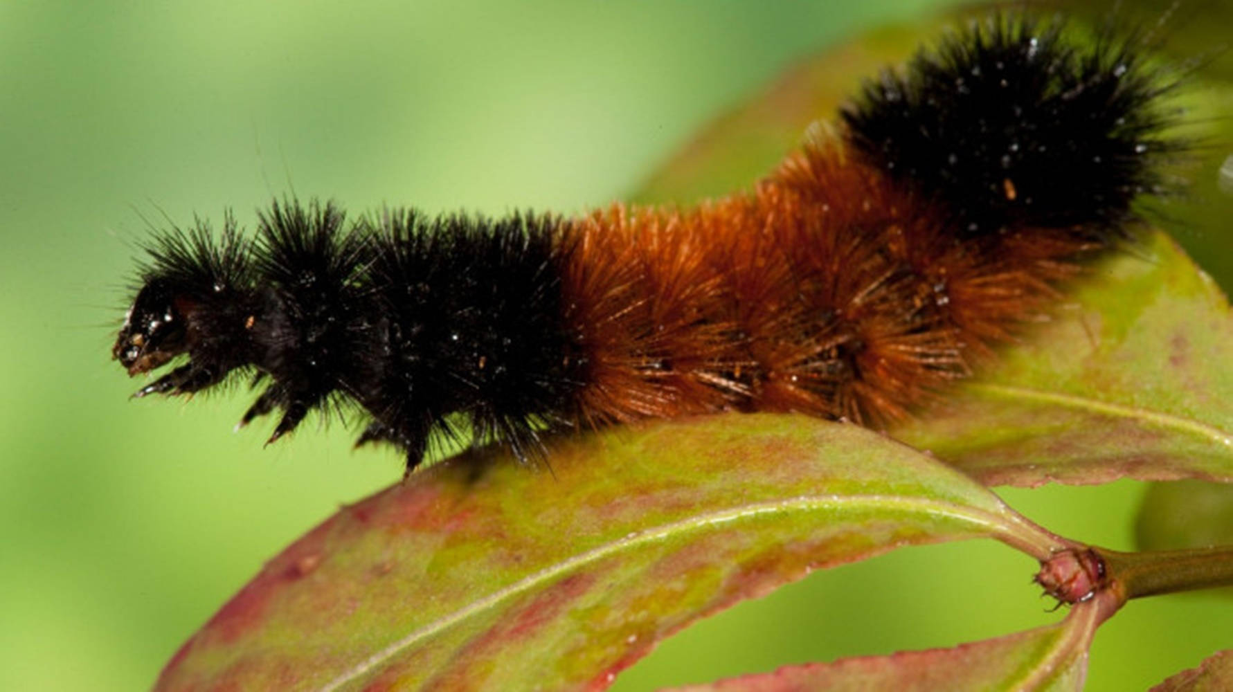 Thick-haired Caterpillar On Leaf Wallpaper
