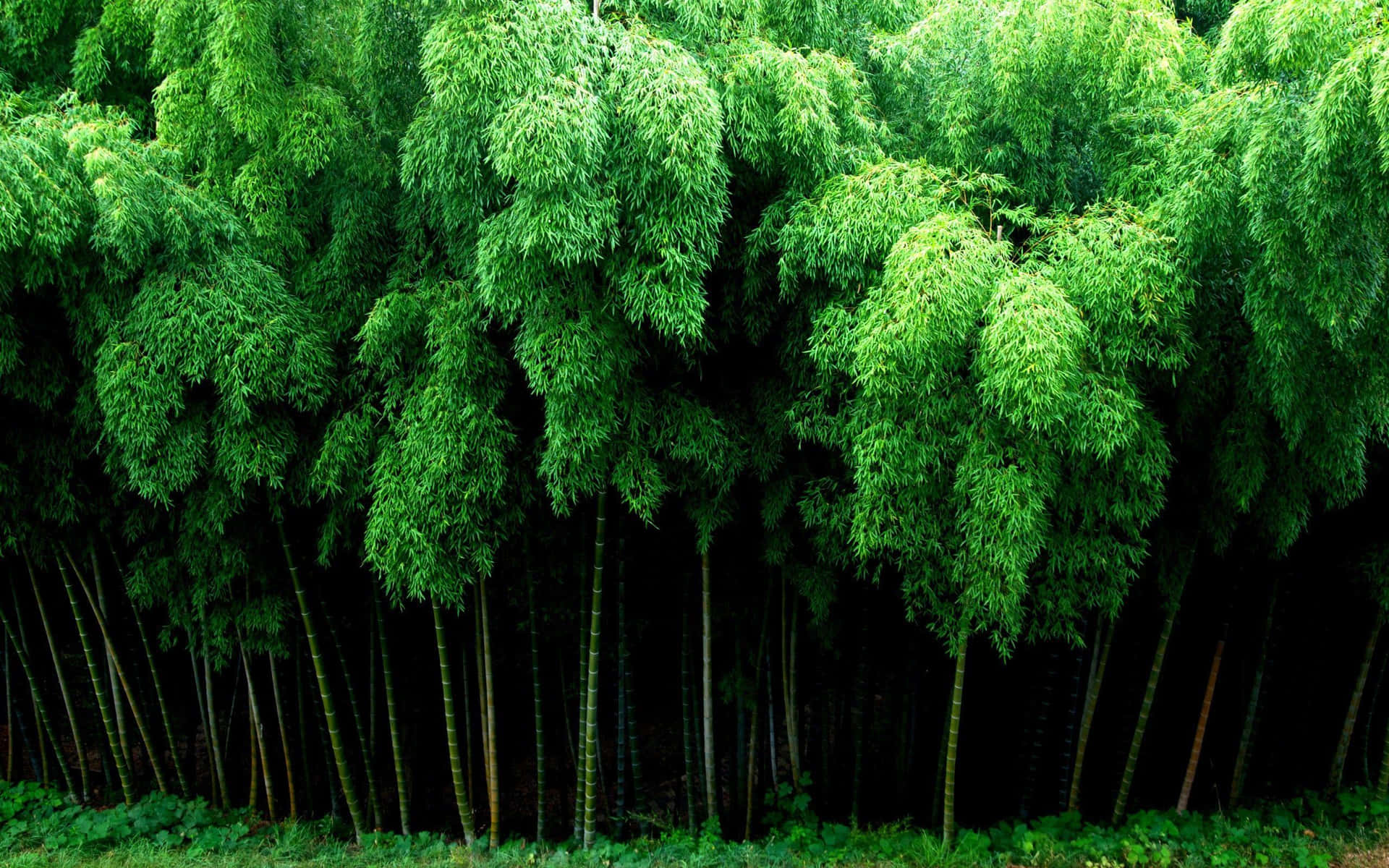 Thick Leaves Of Bamboo Trees Wallpaper
