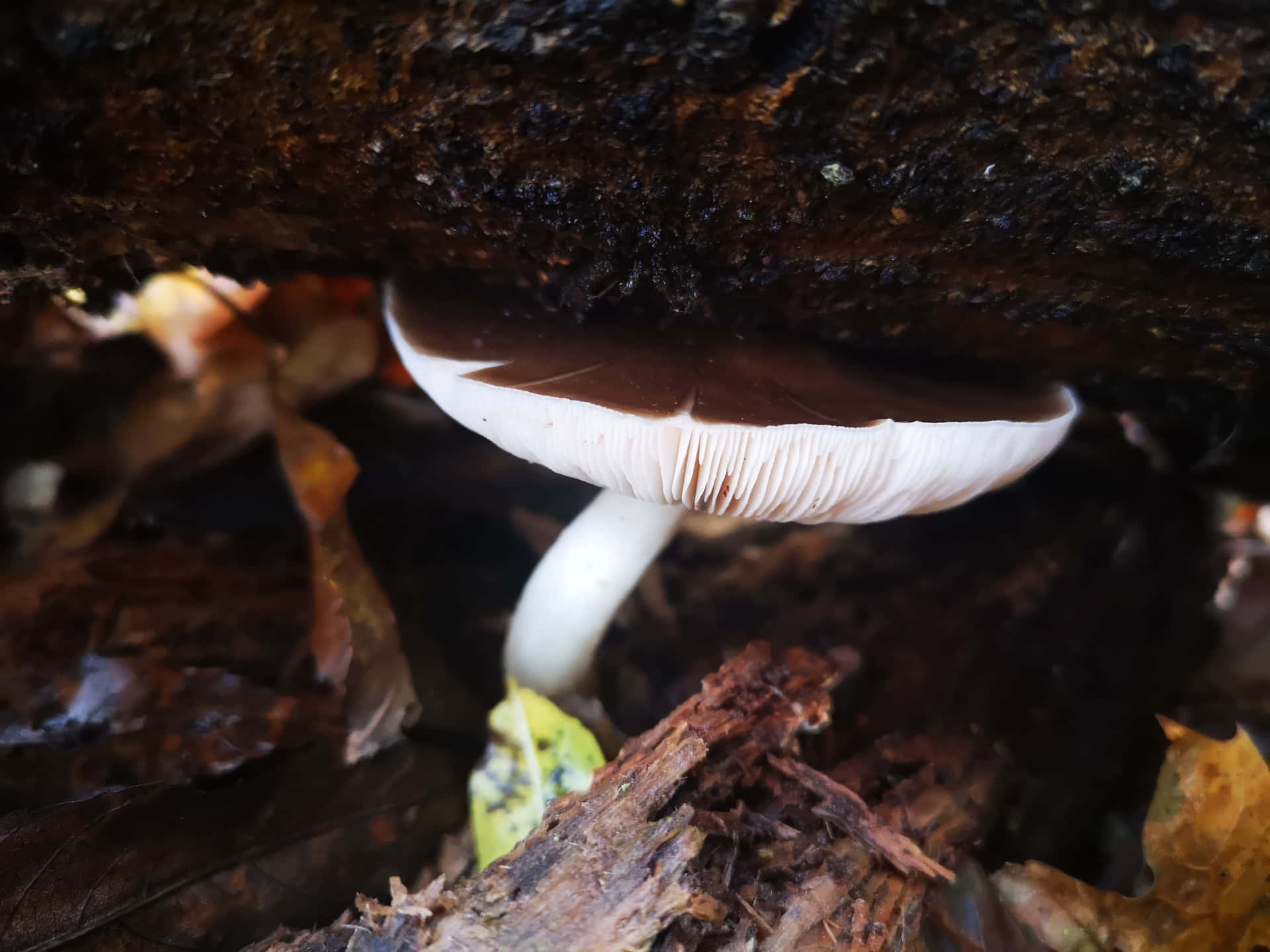 Thick Mushrooms Wallpaper