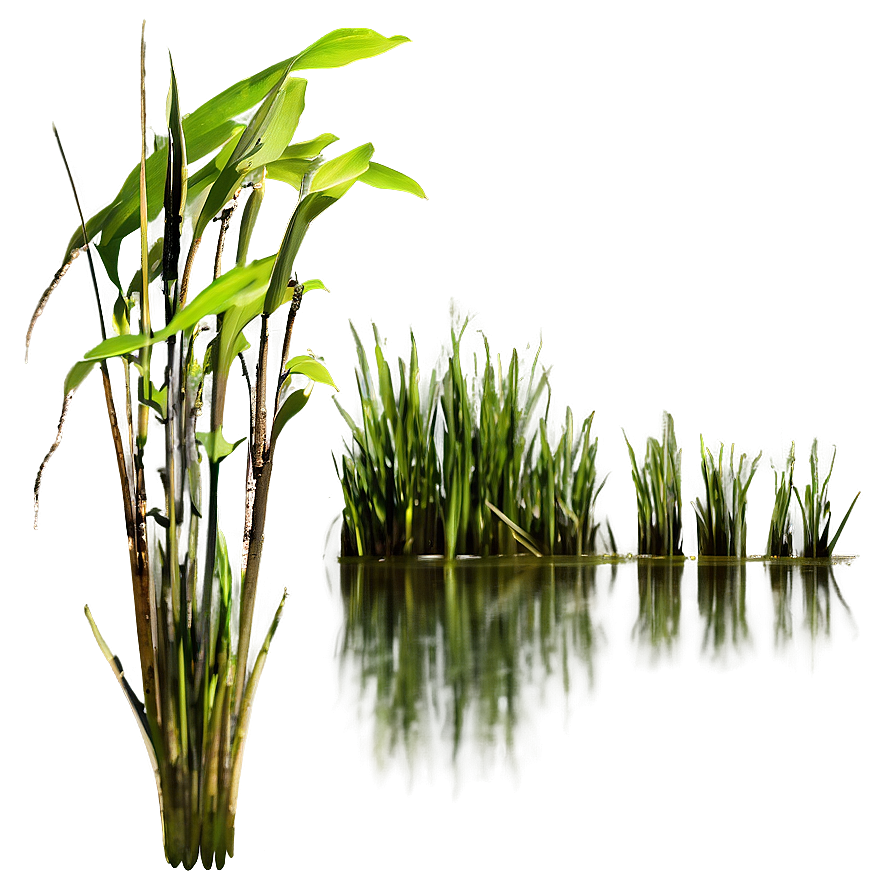 Thick Swamp Grass Png 1 PNG