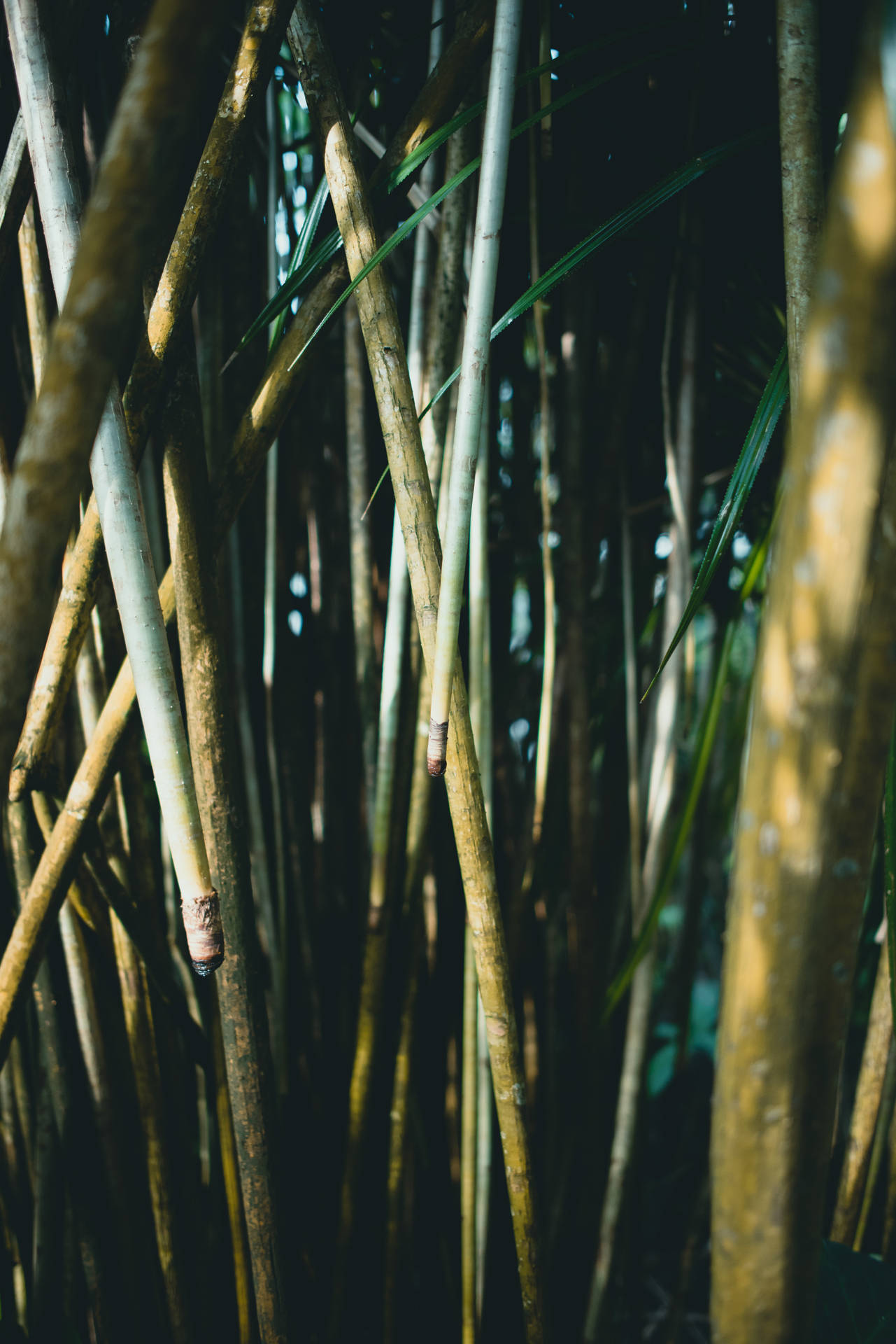 Thin Bamboo Field