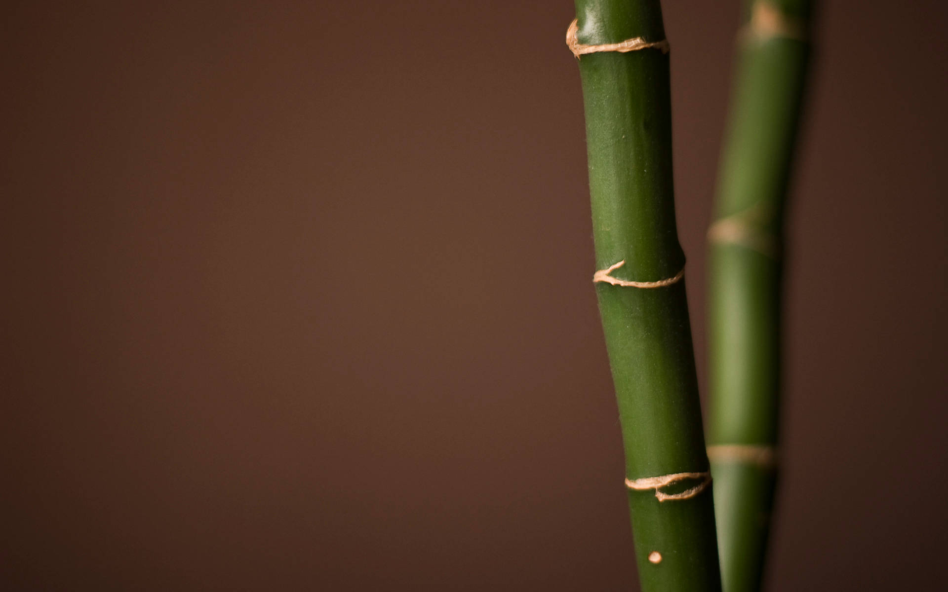 Thin Green Gold Bamboo 4k