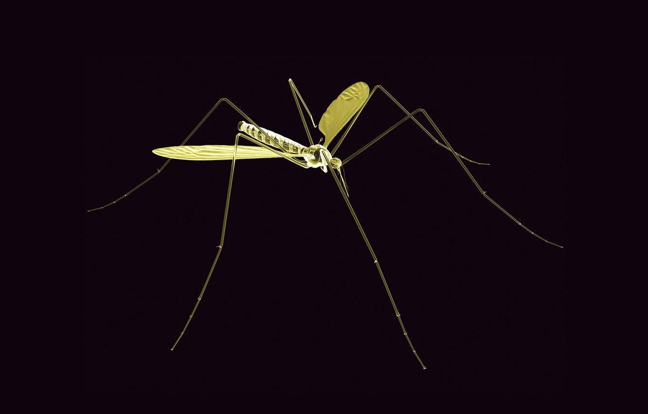 Thin Green Mosquito Wallpaper