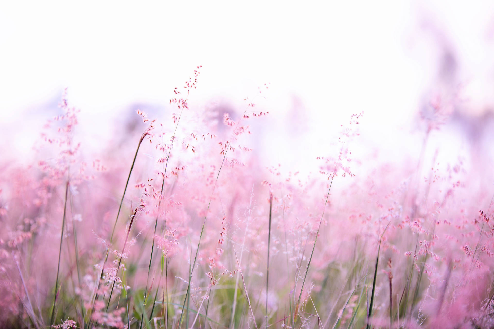 Thin Stalks With Pink Flowers Aesthetic Wallpaper