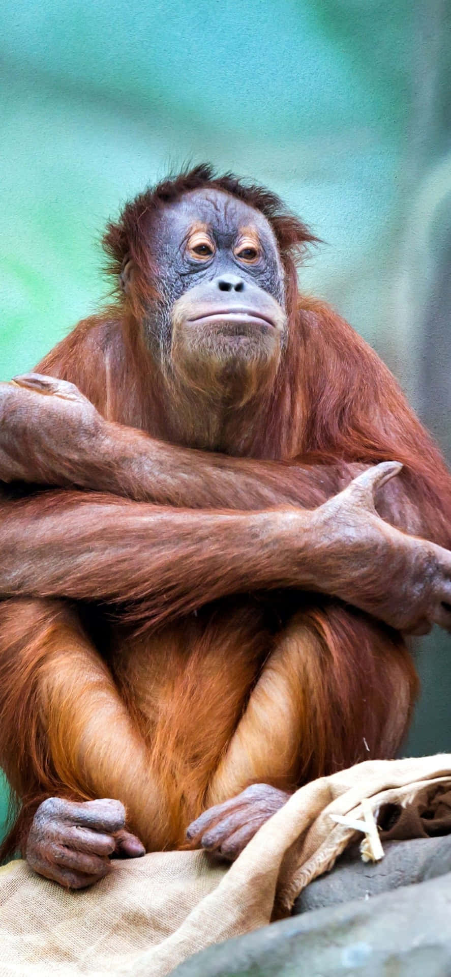 Thinking Ape Orangutan Background