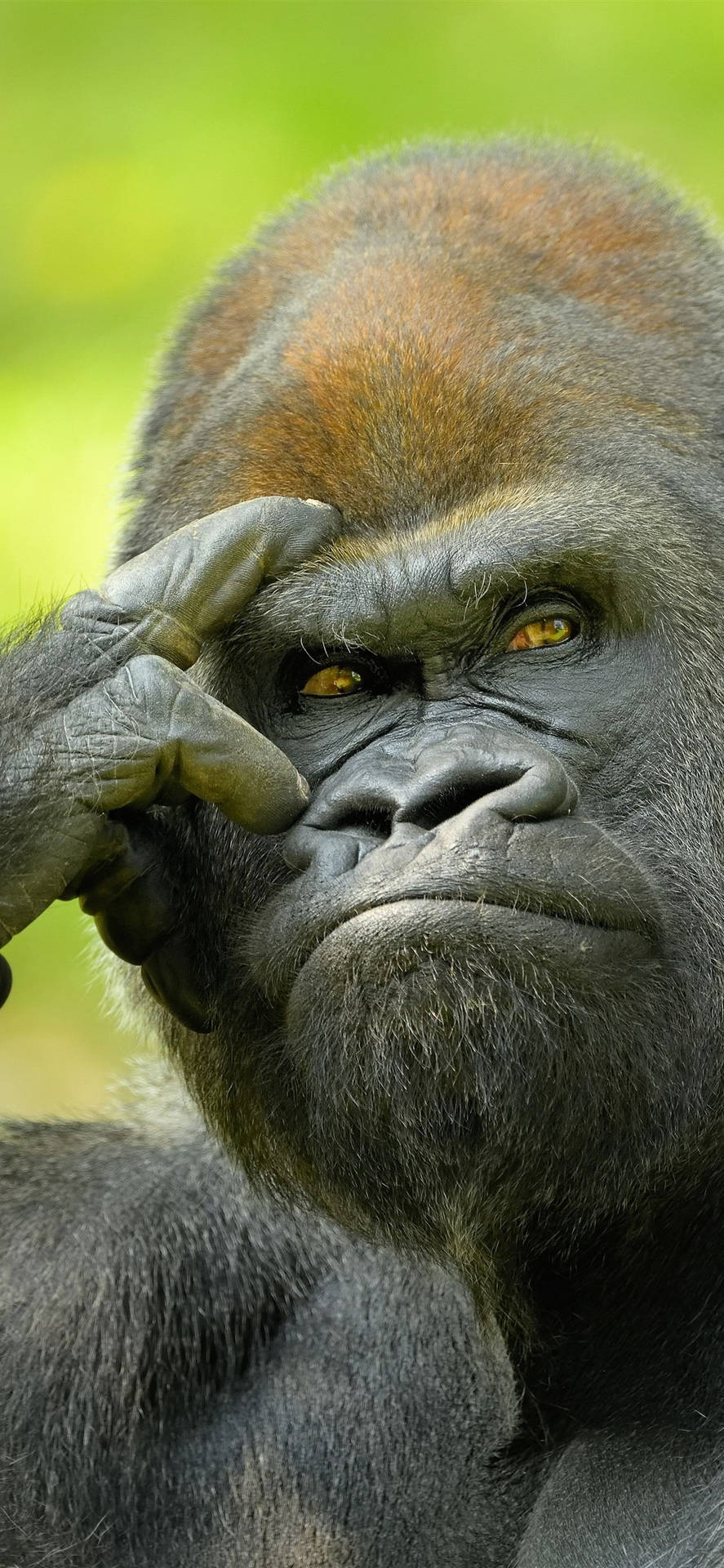 Thinking Gorilla Iphone Wallpaper