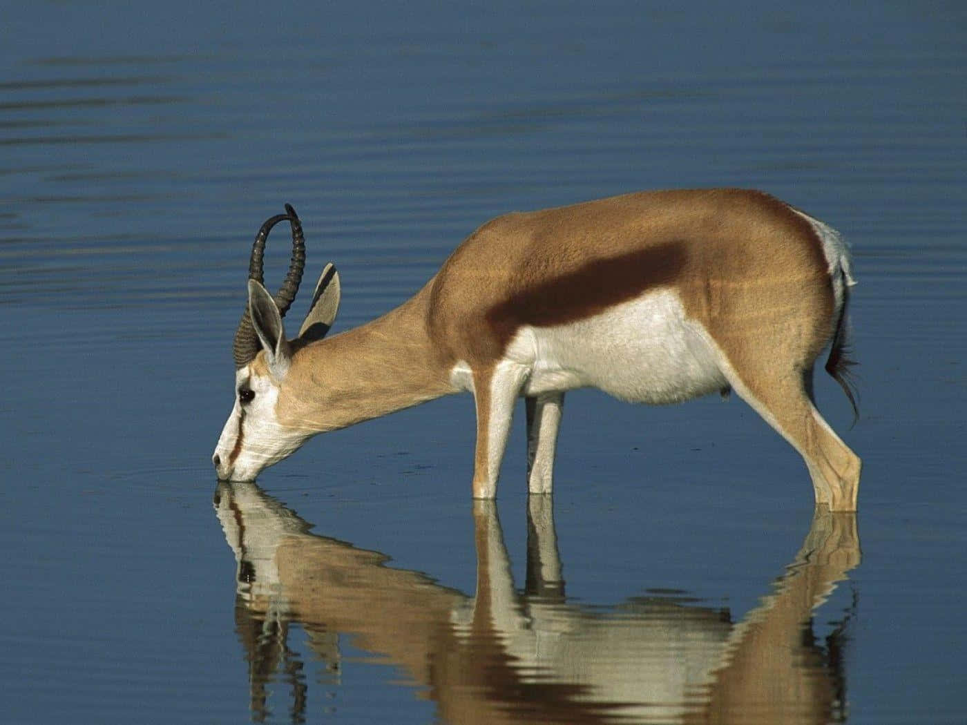 Thirsty Antelope Drinking Water Wallpaper