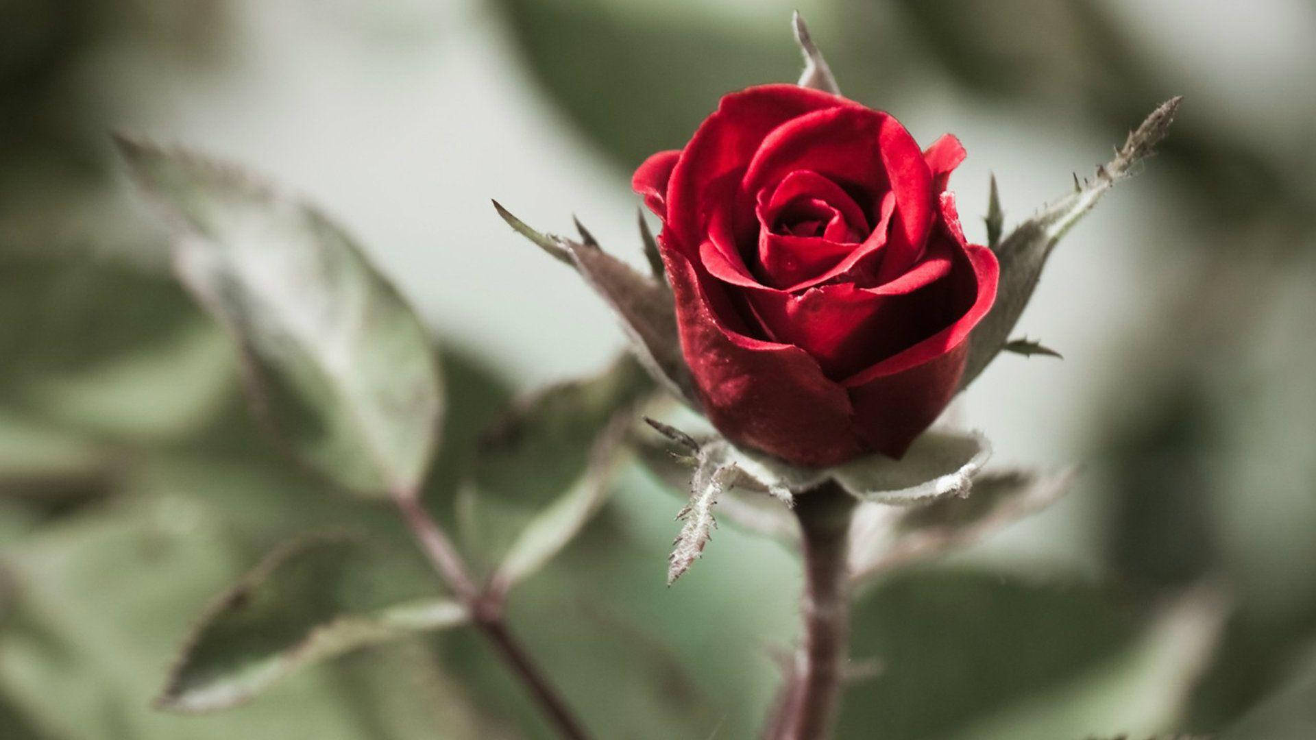 Thorny Red Beautiful Rose Hd