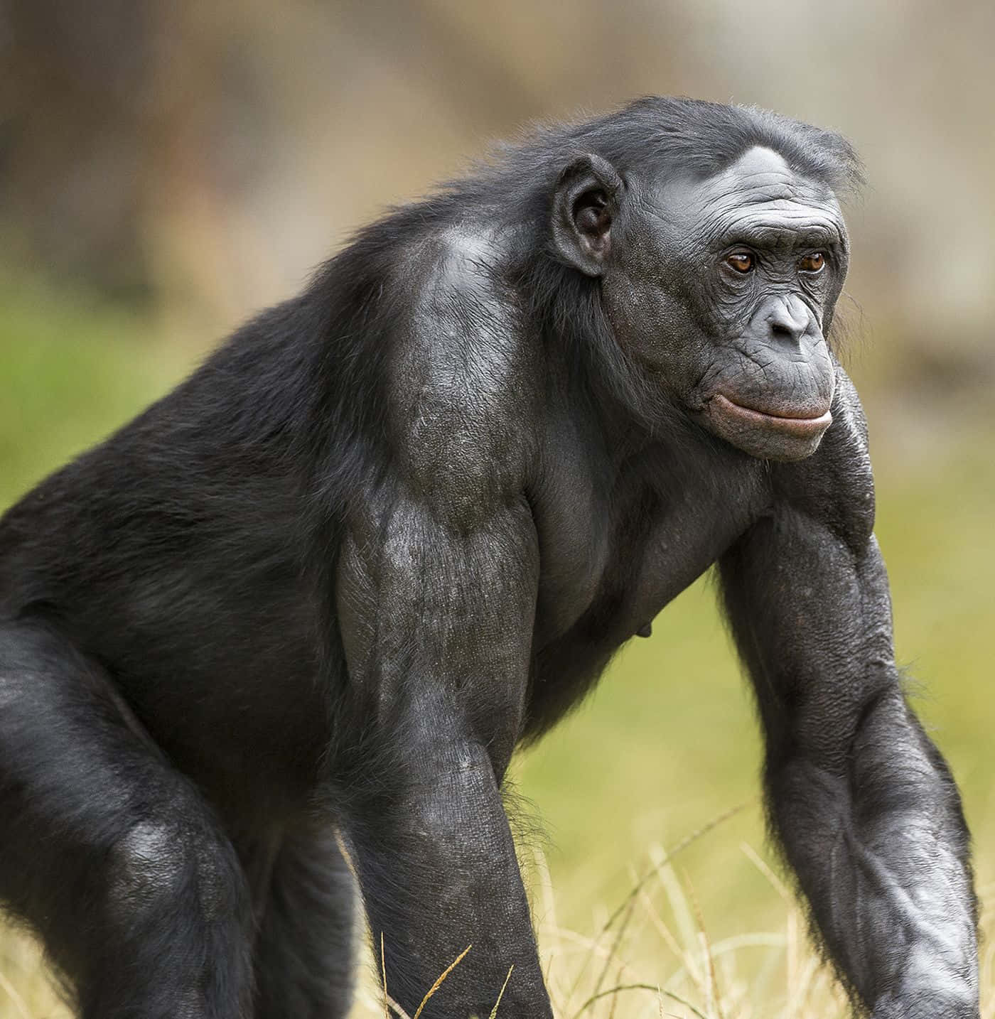 Thoughtful Bonoboin Natural Habitat Wallpaper