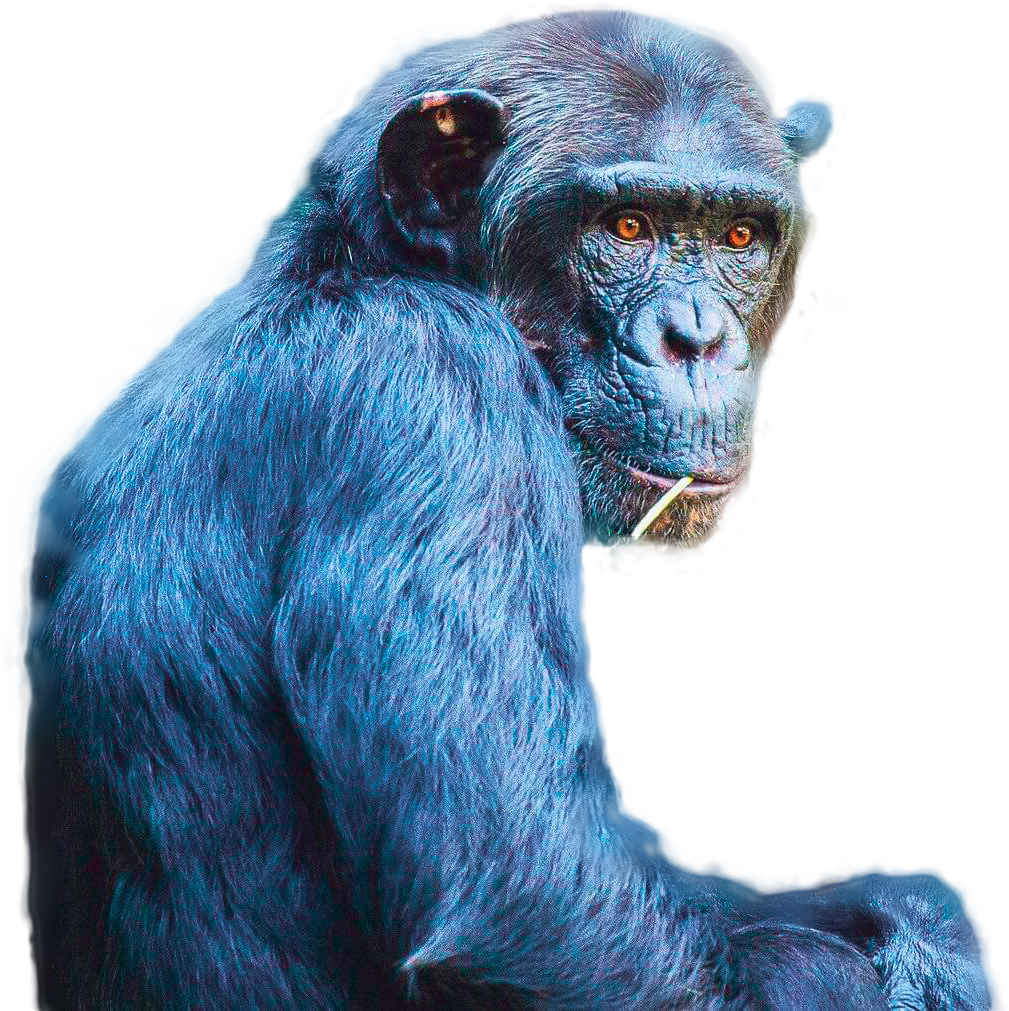 Thoughtful Chimpanzee Portrait PNG
