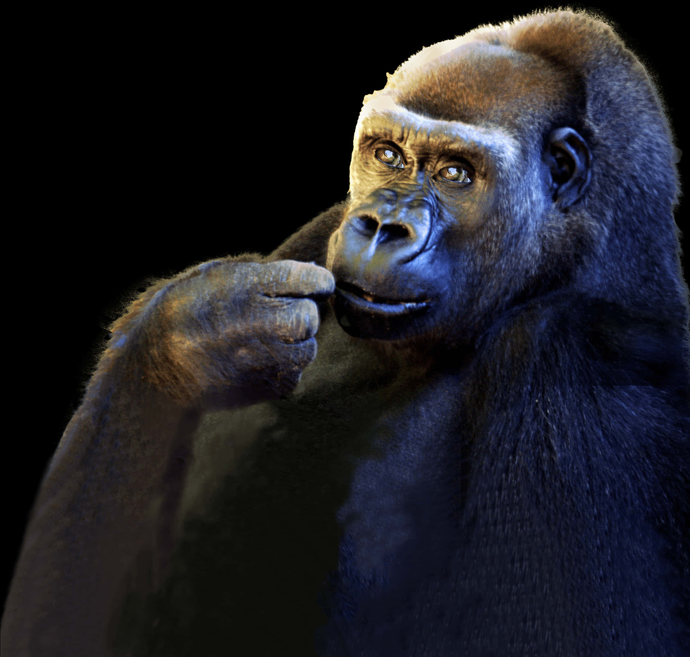 Thoughtful Gorilla Portrait PNG