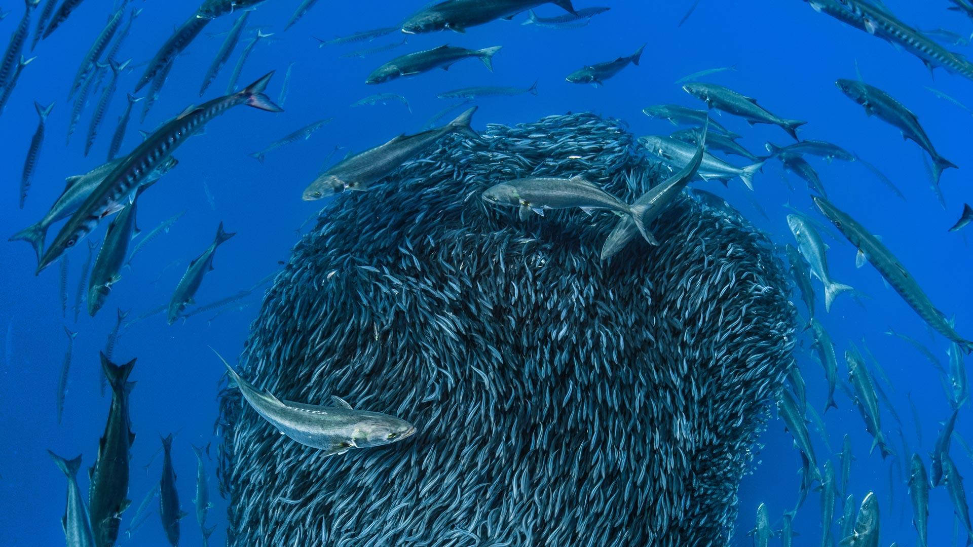Thousands Of Mackerel Fishes Wallpaper