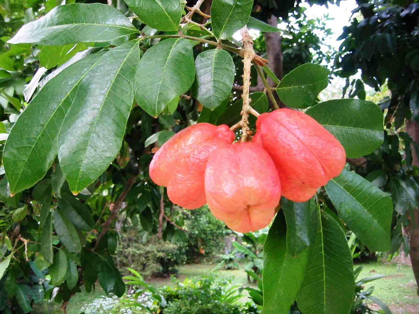 Luscious Ackee Fruits Hanging on Tree Wallpaper